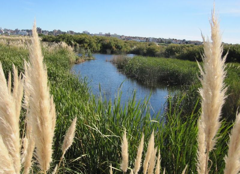 Tras reiterados reclamos, la Provincia pondrá en valor la Reserva del Puerto Mar del Plata