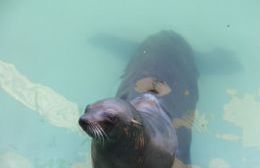 Vuelven al mar los tres lobos marinos rehabilitados en Aquarium