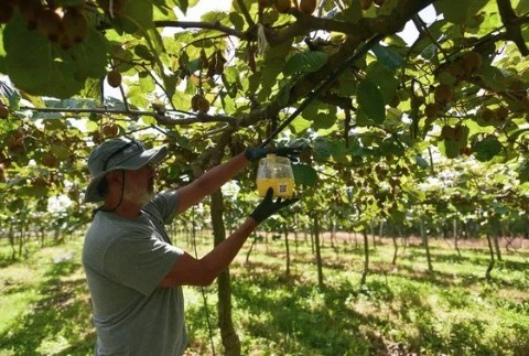 El Municipio continúa trabajando en el fortalecimiento del control sanitario del kiwi