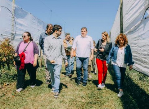 General Pueyrredon comenzó a producir palta