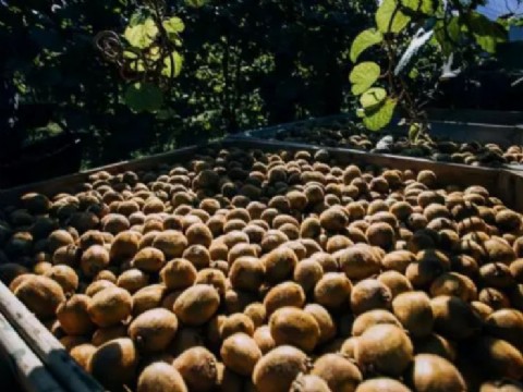 Primer encuentro de 2026 de la Mesa Técnica de Kiwi