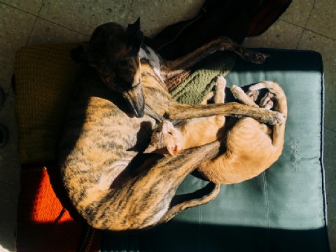 Nuevas ubicaciones de los quirófanos móviles para animales