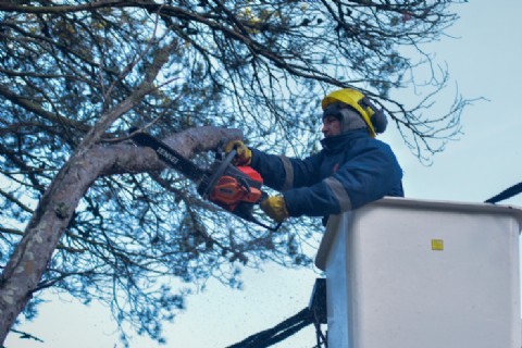 VIDEO | El Municipio realizó más de 1900 intervenciones de poda y asistencia ante emergencias