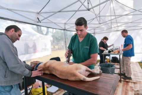 Anunciaron nuevas ubicaciones de los quirófanos móviles para castrar perros y gatos