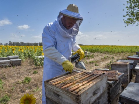 Mar del Plata produce más de 1.200 toneladas de miel al año y fortalece su sector apícola