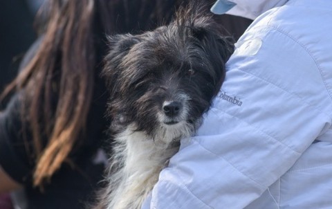 Nuevas ubicaciones de los quirófanos móviles para animales
