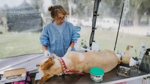 Nuevas ubicaciones de los quirófanos móviles para animales