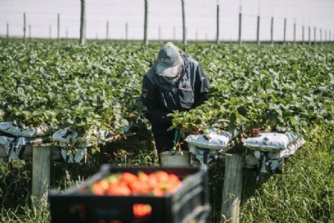 El municipio lanza una nueva capacitación gratuita de hidroponía