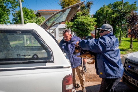 Zoonosis rescata ocho perros de una propiedad usurpada y los pone en tránsito