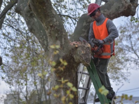 Comienza la inscripción para el curso de Podador Urbano Artesanal 2026