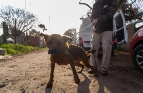 Rescataron dos perros con lesiones y signos de malnutrición en una vivienda de Rufino Inda