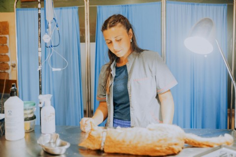 Anunciaron nuevas sedes de los quirófanos móviles de castración para la próxima semana