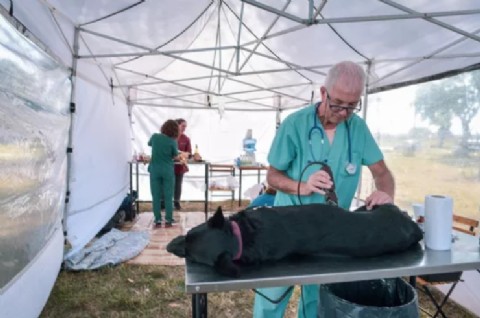 El Municipio informó nuevas fechas y lugares de los quirófanos móviles para castrar mascotas