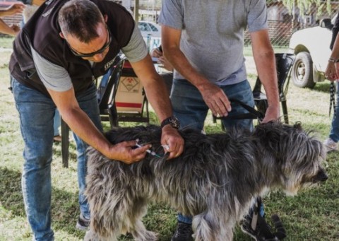 Nuevas ubicaciones de los quirófanos móviles para animales