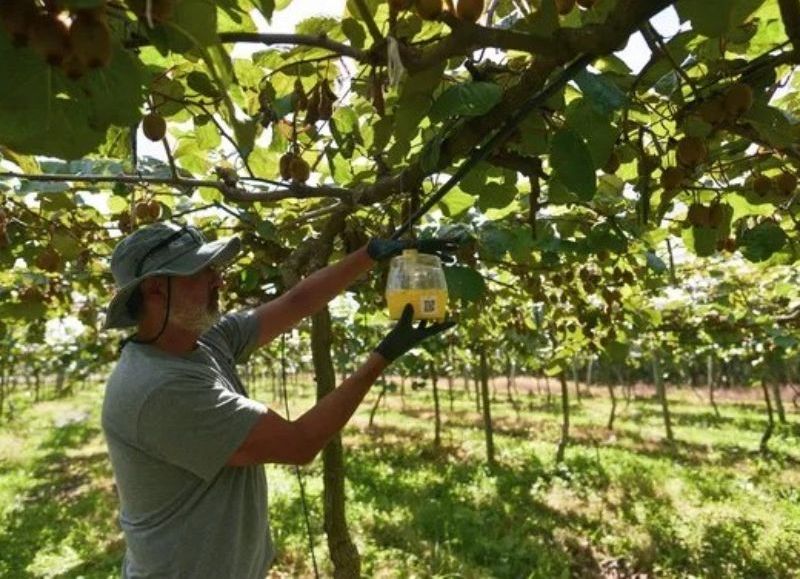 El Municipio continúa trabajando en el fortalecimiento del control sanitario del kiwi
