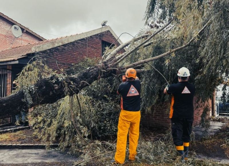Se registró 31 árboles caídos y 28 postes dañados tras la tormenta y el fuerte viento