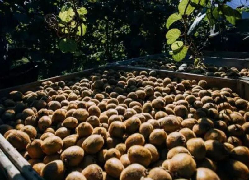 Primer encuentro de 2026 de la Mesa Técnica de Kiwi