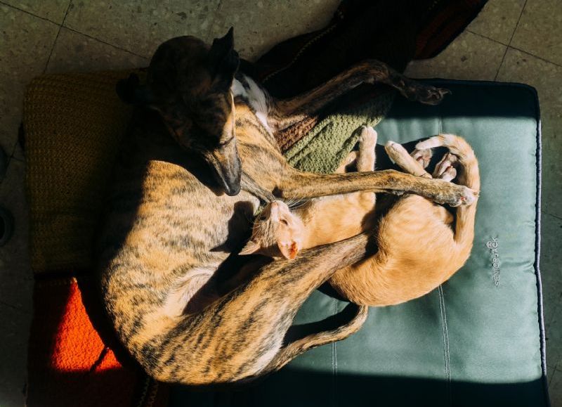 Nuevas ubicaciones de los quirófanos móviles para animales