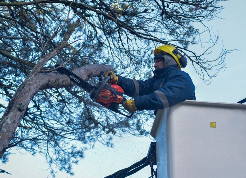 VIDEO | El Municipio realizó más de 1900 intervenciones de poda y asistencia ante emergencias