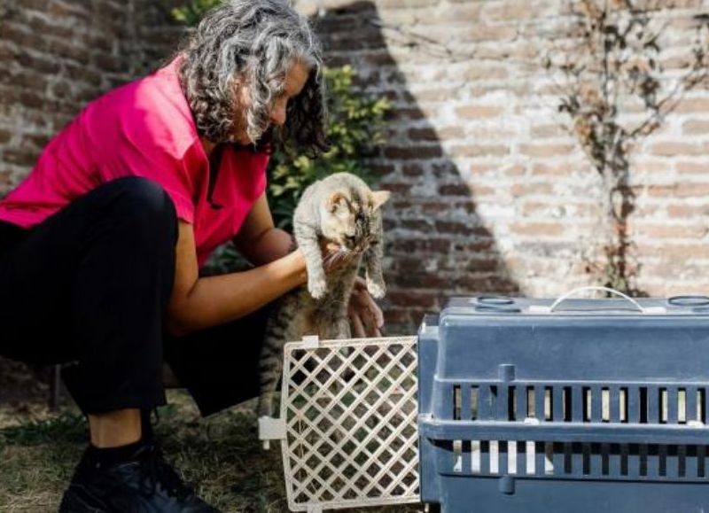 VIDEO | El Municipio rescató animales que se encontraban en condiciones inadecuadas de habitabilidad