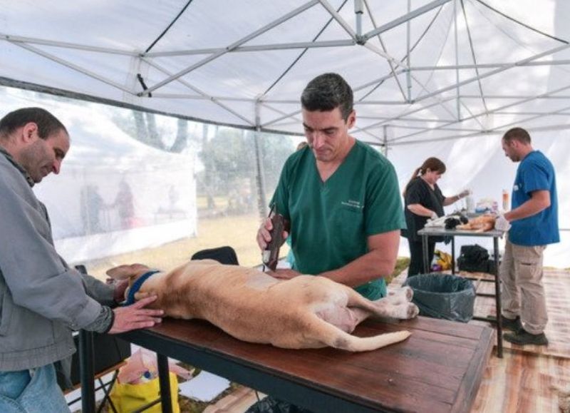 Anunciaron nuevas ubicaciones de los quirófanos móviles para castrar perros y gatos