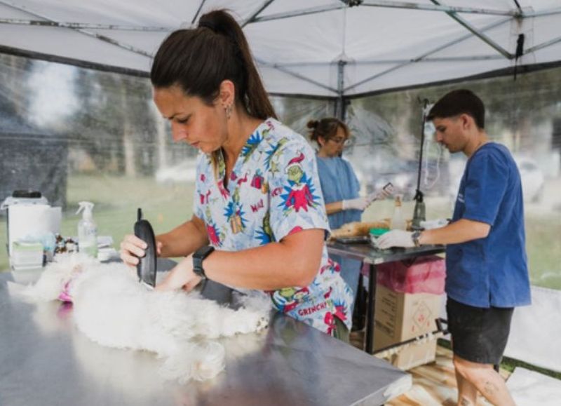 La Municipalidad anunció nuevas ubicaciones de quirófanos móviles para castrar perros y gatos