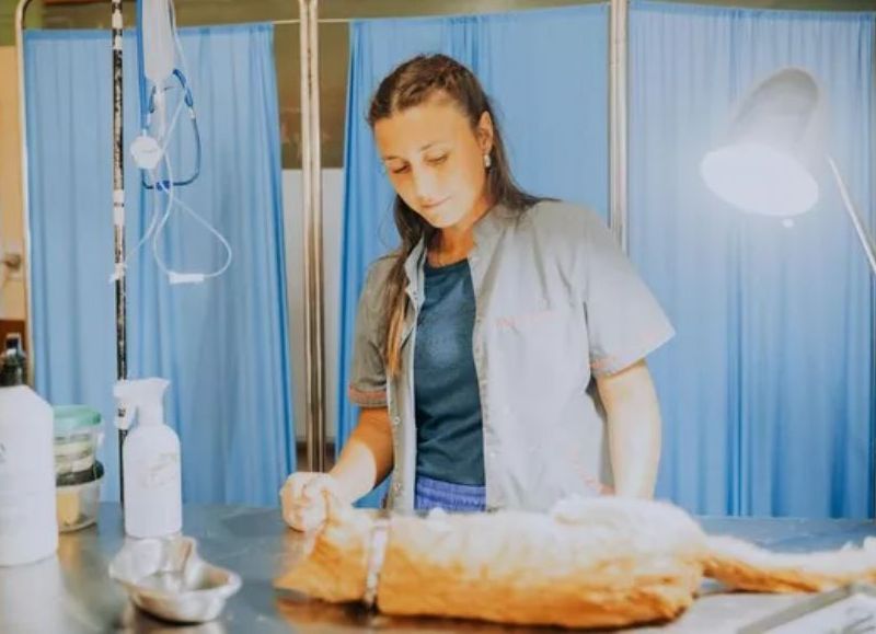 Nuevas ubicaciones de los quirófanos móviles para animales