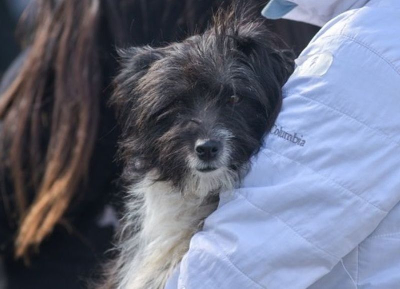 Nuevas ubicaciones de los quirófanos móviles para animales