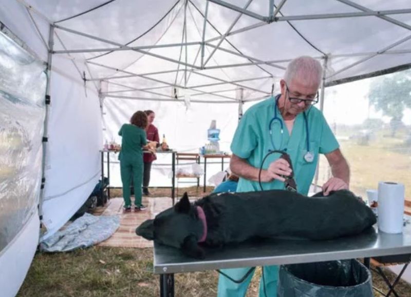 VIDEO | Los quirófanos móviles para castrar perros y gatos llegan a Santa Celina, Parque Camet y Batán