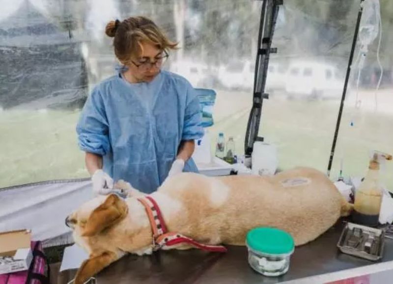 Nuevas ubicaciones de los quirófanos móviles para animales