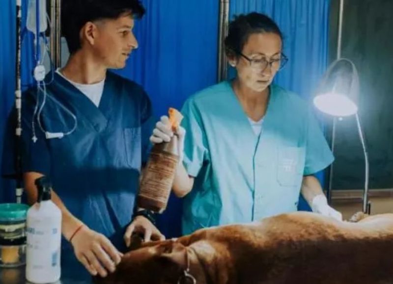 Confirmaron nuevos puntos de castración gratuita y vacunación antirrábica para mascotas