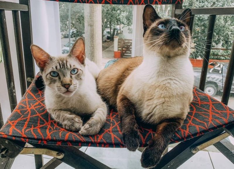 El municipio anunció nuevas ubicaciones de quirófanos móviles para castrar mascotas