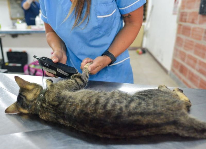 Nuevas ubicaciones de los quirófanos móviles para animales