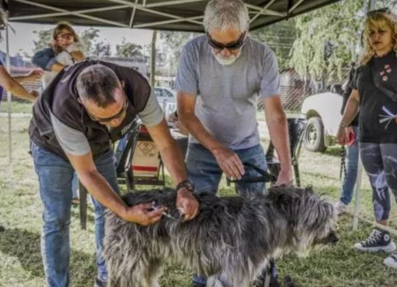 Se suman nuevos puntos de castración y vacunación antirrábica para mascotas