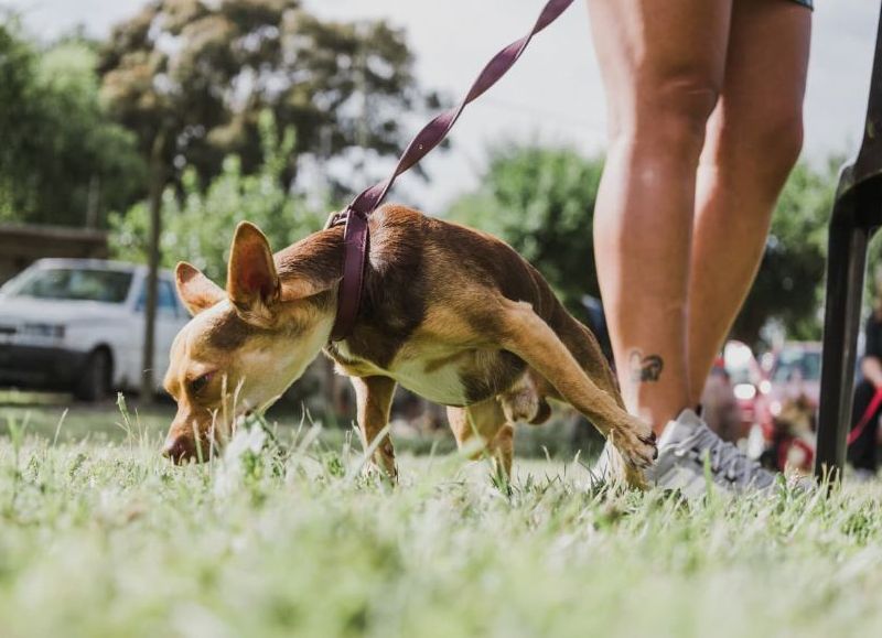 Castraciones gratuitas: nuevas ubicaciones de los quirófanos móviles la próxima semana