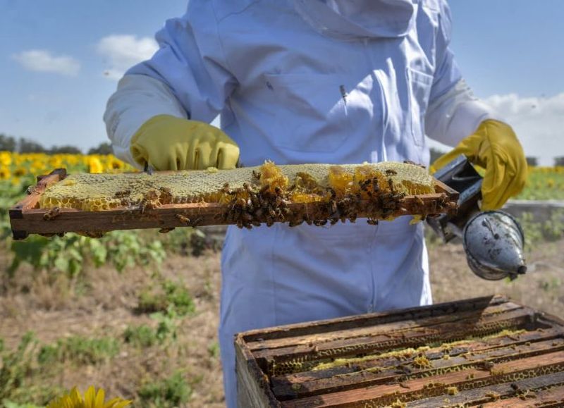 Se realiza el V Simposio de Residuos Agropecuarios y Agroindustriales