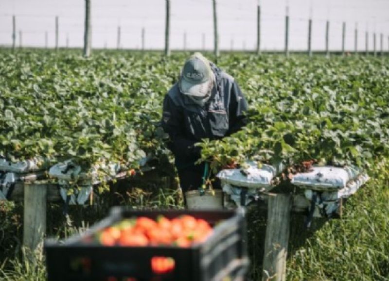 El municipio lanza una nueva capacitación gratuita de hidroponía