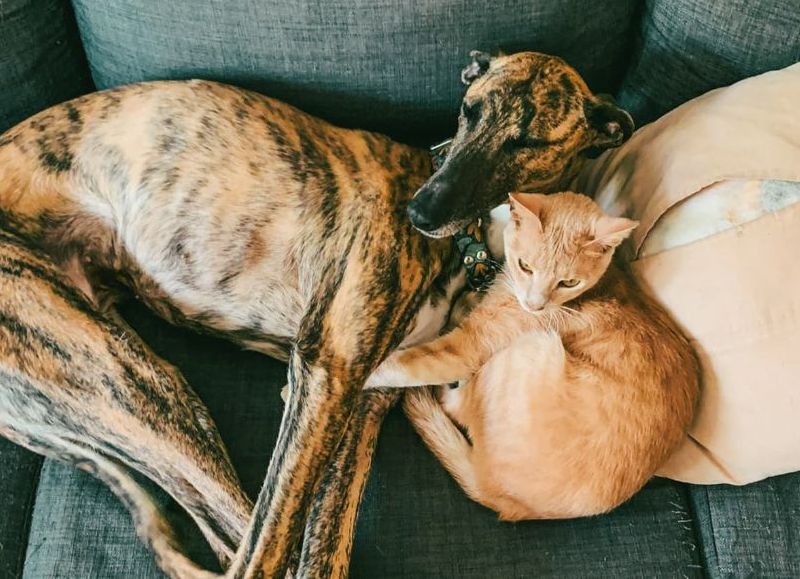 Quirófanos móviles recorren barrios con castraciones gratuitas y vacunación antirrábica