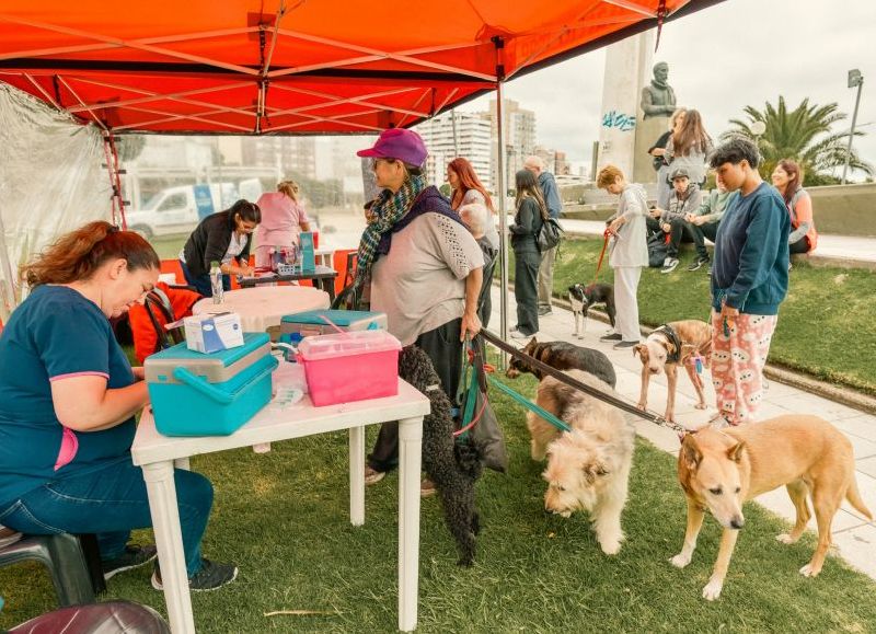 La Municipalidad refuerza campaña de castración y vacunación gratuita en distintos barrios