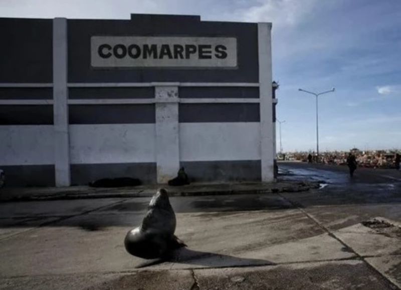 VIDEO | Roberto Maturana volvió a denunciar contaminación de harineras en el puerto