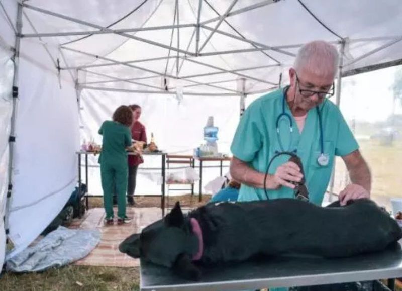 Nuevas ubicaciones de los quirófanos móviles para animales