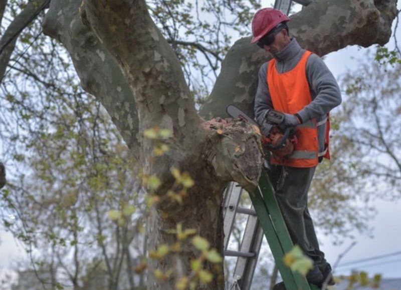 Comienza la inscripción para el curso de Podador Urbano Artesanal 2026