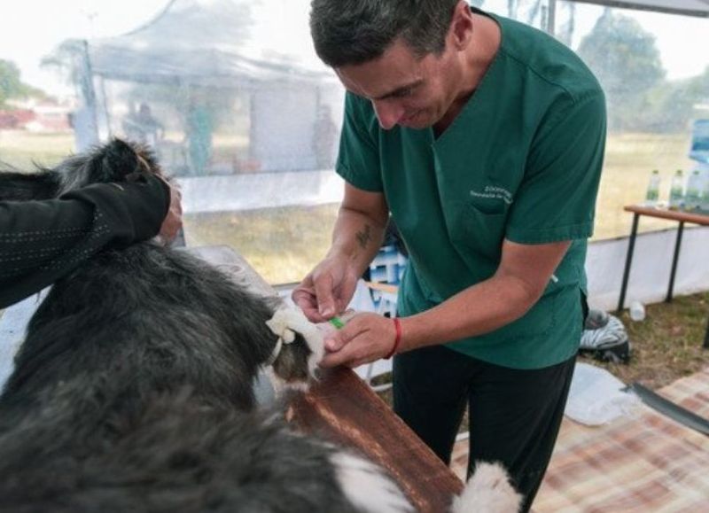 Se confirmó dónde funcionarán los quirófanos móviles para castrar perros y gatos la próxima semana