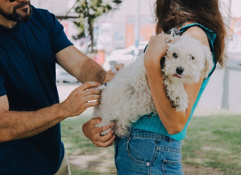 Despliegan quirófanos móviles y vacunación gratuita para mascotas en distintos puntos de la ciudad