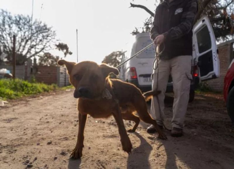 Rescataron dos perros con lesiones y signos de malnutrición en una vivienda de Rufino Inda