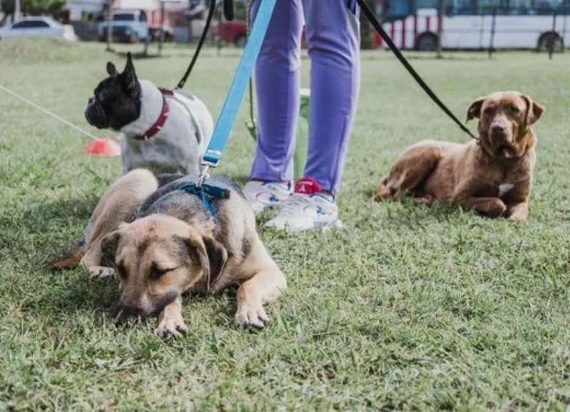 Nuevas ubicaciones de los quirófanos móviles para animales