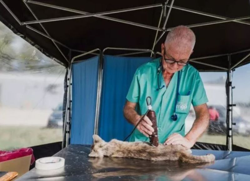 Zoonosis anunció nuevas ubicaciones de quirófanos móviles para castración de perros y gatos