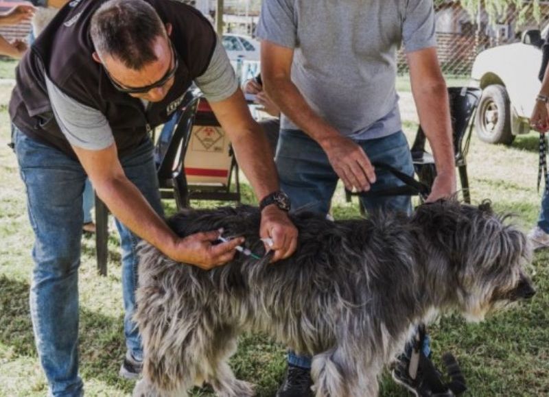 Nuevas ubicaciones de los quirófanos móviles para animales