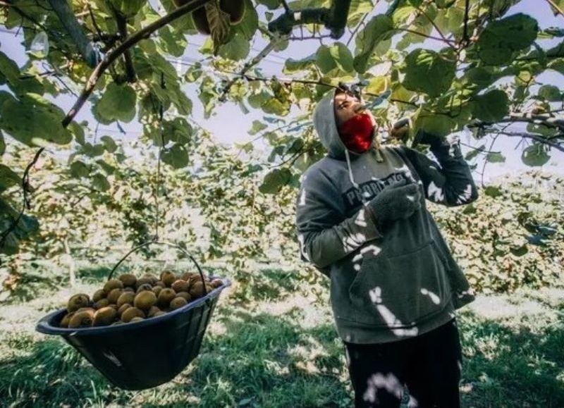 Nueva capacitación para el sector del kiwi con potencial salida laboral en establecimientos productores de la ciudad
